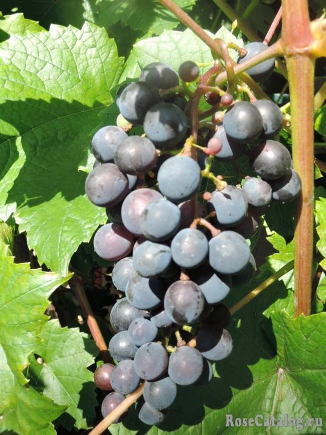 Посадка винограда в Башкирии