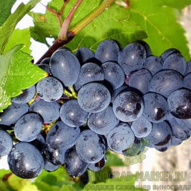 
			10 комментариев к “Болезни и вредители винограда. Лечение, описание, фото+ВИДЕО”		
