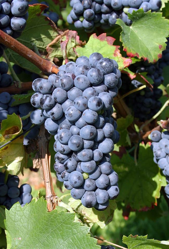 Описание винограда Денисовский