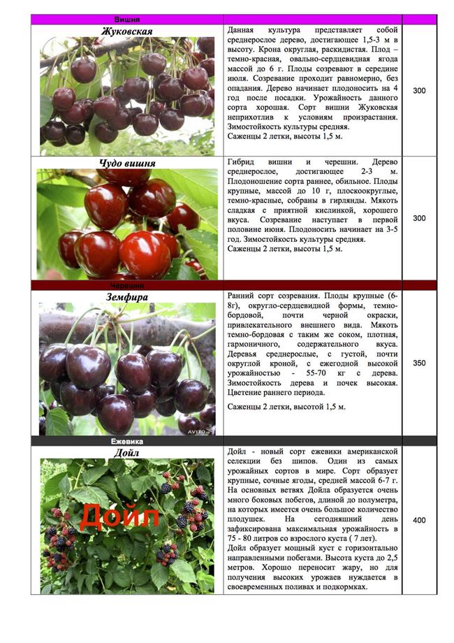 Карликовые сорта вишни, их описание и характеристика