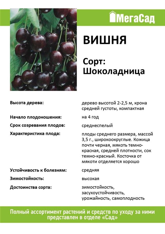 Отзывы садоводов о вишне Молодежная