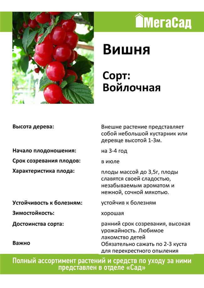 Характеристика сорта войлочной вишни Натали, описание урожайности и устойчивости к болезням