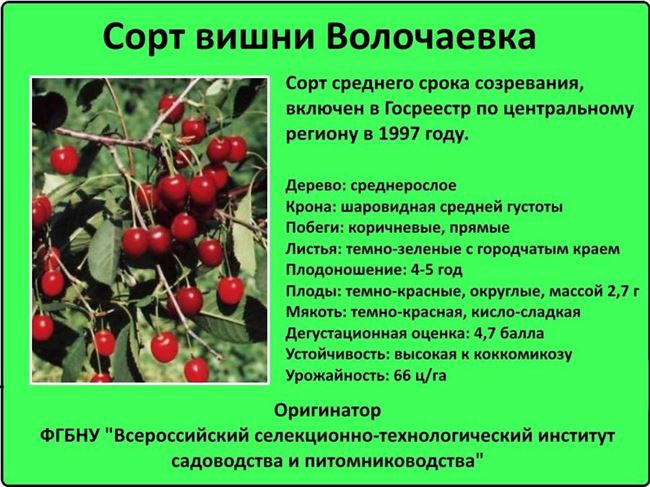 Сорта вишни для Сибири – отзывы садоводов