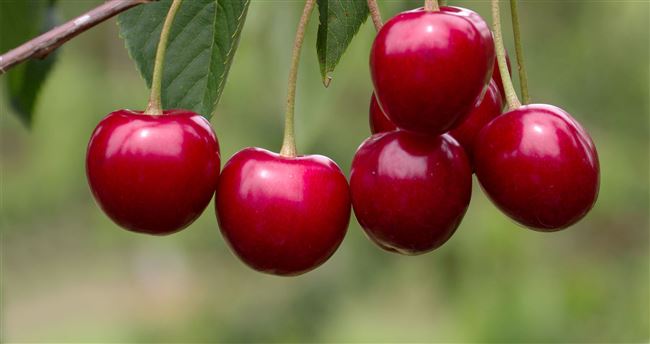 Описание сорта вишня Уральская рубиновая