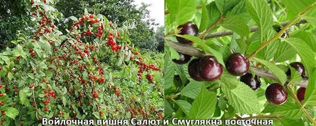 Плодоношение, сбор и хранение урожая вишни Смуглянка восточная