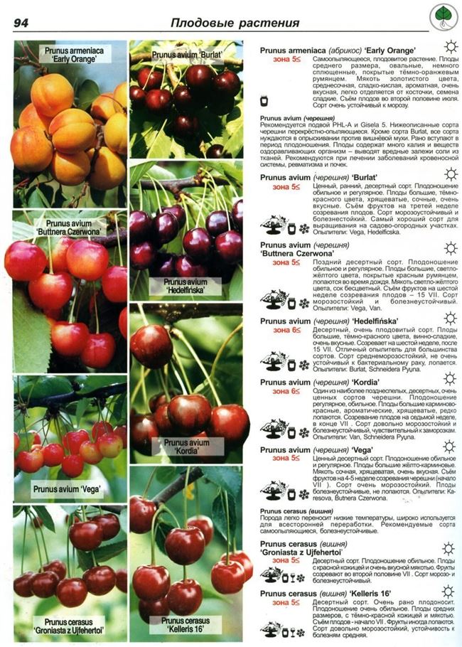 Таблица: болезни вишни