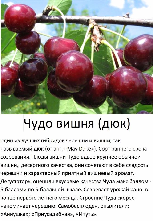 Характеристика дюков