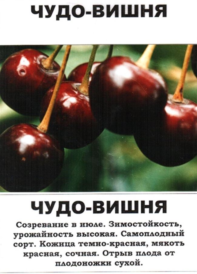 Особенности ухода