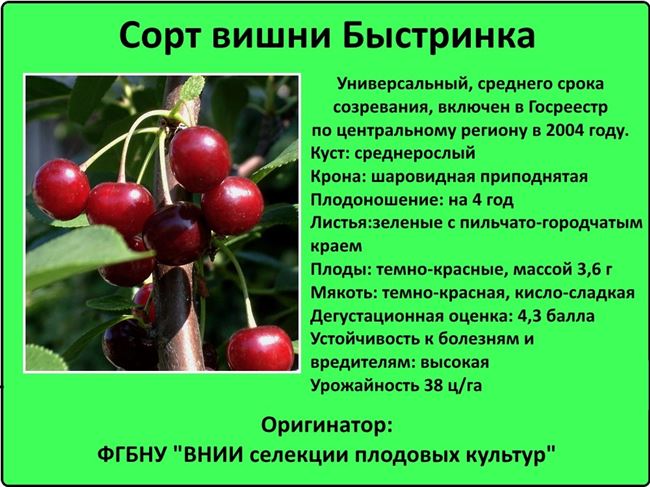 Поросль