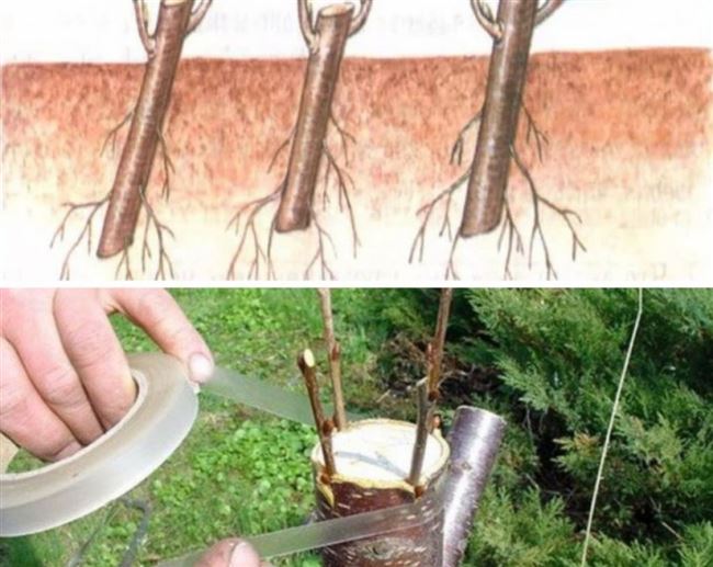 Зеленое черенкование