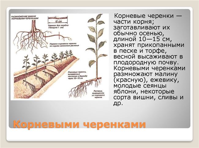 Размножение черенками
