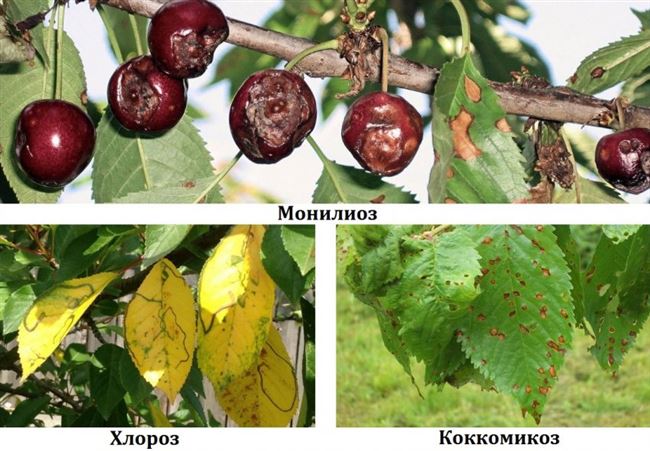 Болезни и вредители