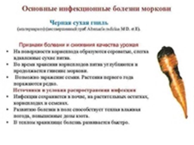 Бактериальные и фитоплазменные болезни