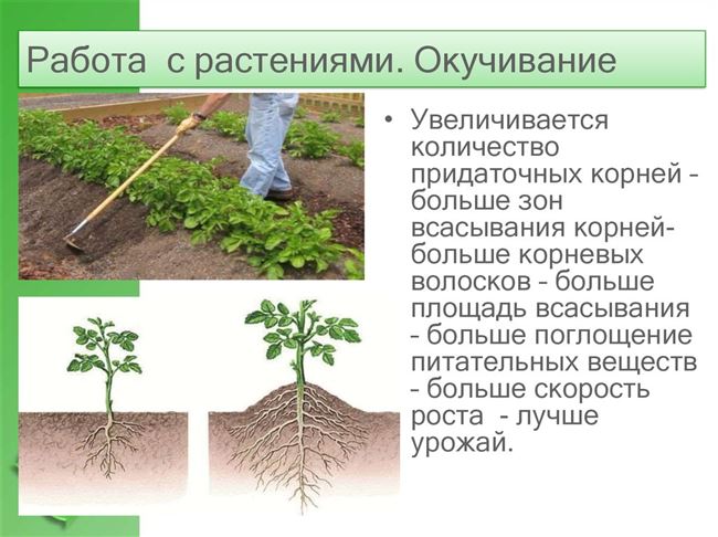 Польза окучивания и прополки