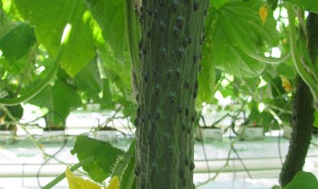 Айвенго - сорт растения Огурец