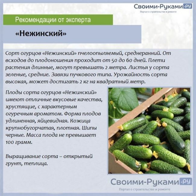 Плюсы и минусы сорта