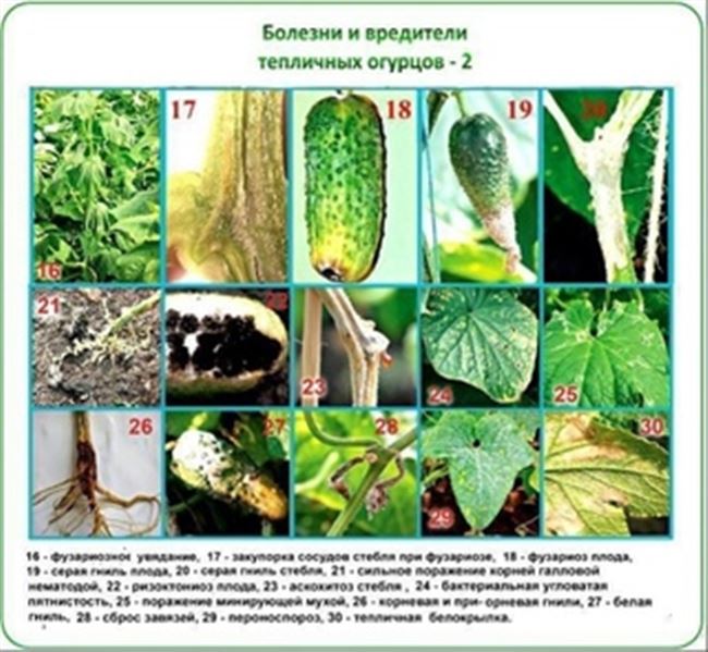 Вредители и болезни