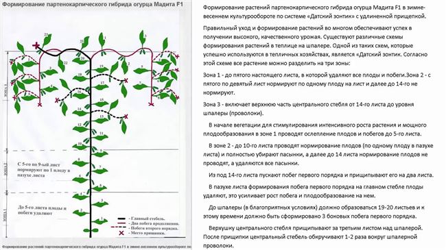 Пасынкование