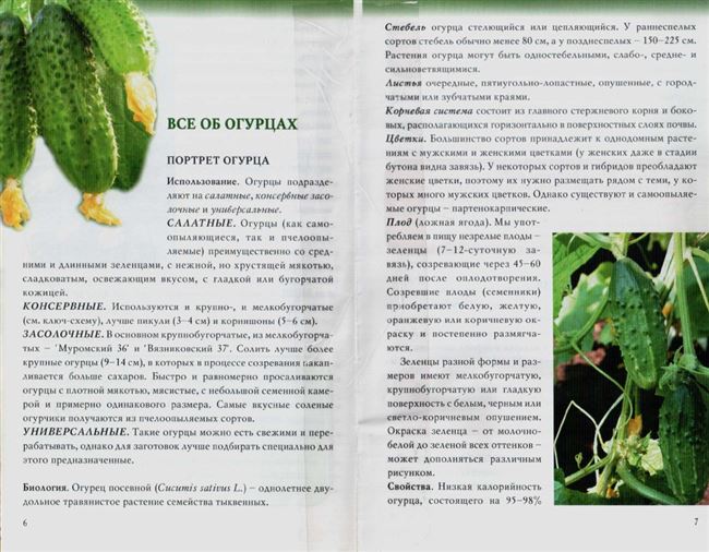 Описание растения