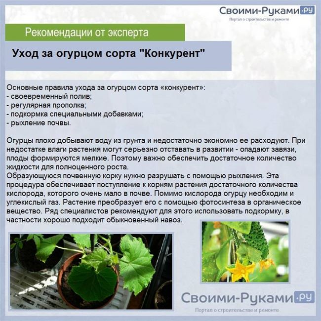 Особенности ухода
