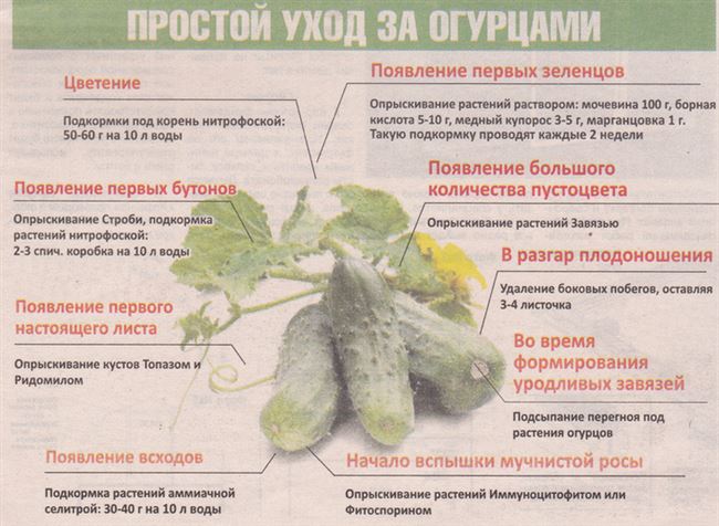 Процесс посадки и уход за огурцами