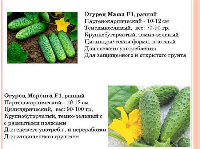 Общая характеристика холодостойких и теневыносливых сортов