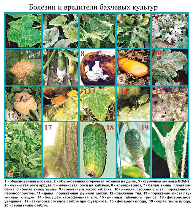 Болезни и вредители огурцов