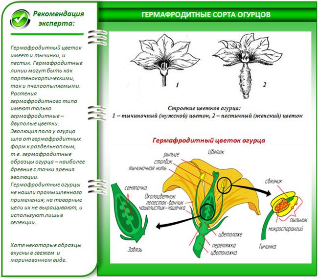 Опыление и болезни сорта