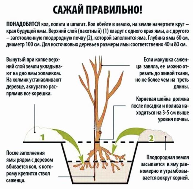 Грамотная посадка и дальнейший уход за молодым виноградом