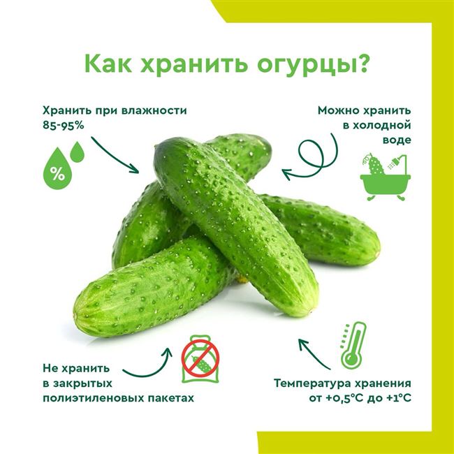 Хранение свежих огурцов дома