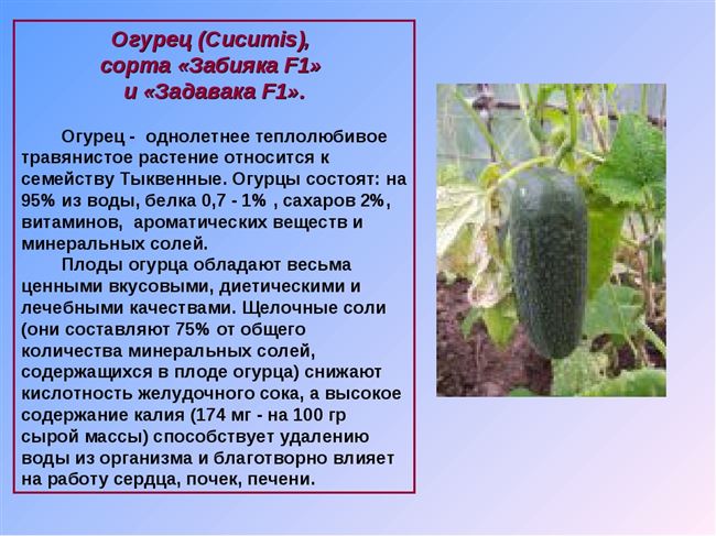 Наши проекты