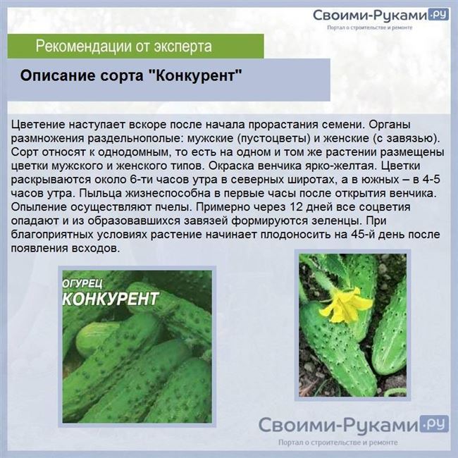 Тля