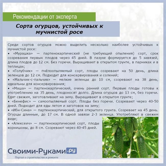 Мучнистая роса