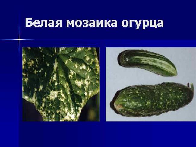 Белая мозаика