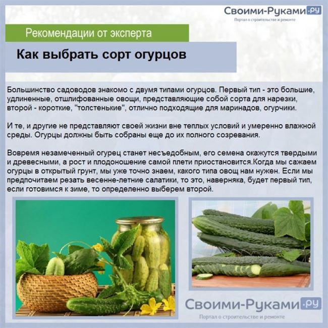 Хранение свежих огурцов дома