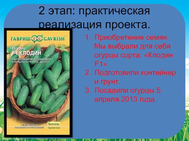 Родня - сорт растения Огурец