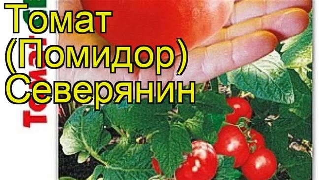 Отзывы аграриев о томате