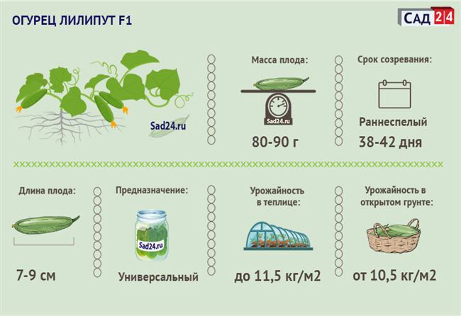 Сроки созревания и цветения