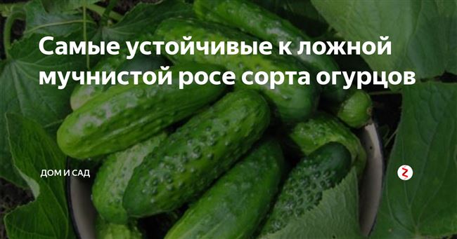 Мучнистая роса