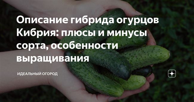 Плюсы и минусы сорта