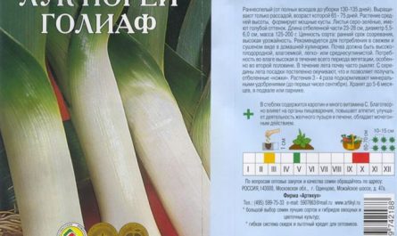 Сорт лука-порея «Бандит»: описание, выращивание из семян, урожайность и другие нюансы