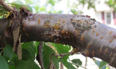Болезни ствола черешни и почему на дереве вянут листья