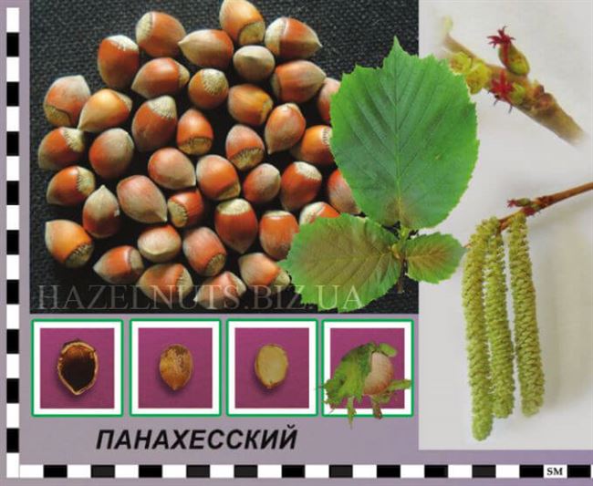 Фундук Сахарный — описание сорта