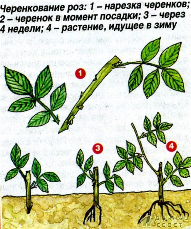 Размножение шиповника саженцами