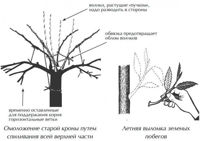 Размножение сломанной веткой