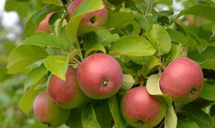 Яблоня Лобо: старый сорт с крупными красивыми плодами