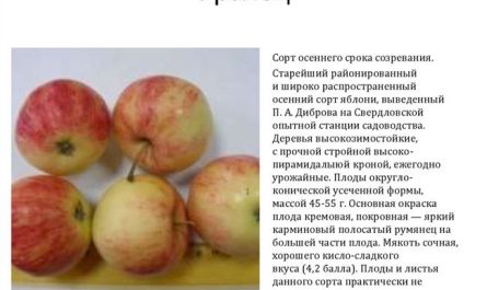 Описание сорта яблони Уралец