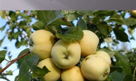 Выращивание яблони Уральское наливное