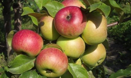 Сорта яблок — ТОП-30 самых вкусных, сладких и урожайных сортов (поздних, ранних, зимних и осенних). 120 фото основных видов