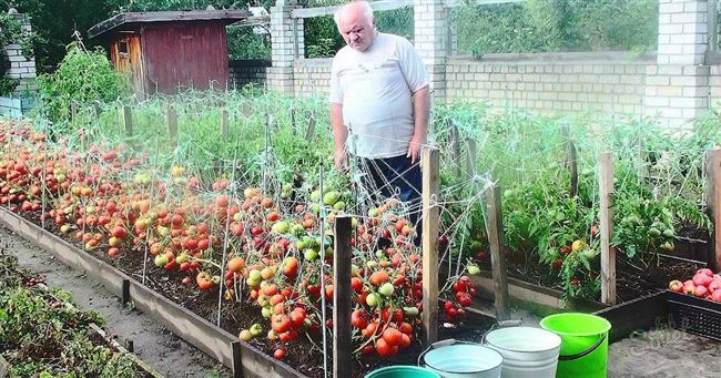Посадка и выращивание овощей и фруктов, уход за садом, строительство и ремонт дачи - все своими руками.